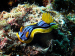 nudi1
