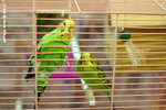 �{�b�A�Ѥ����\�a�ܡH
MyPet20Aug05_0043s