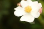 CIMG0036