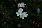 DSCF0034