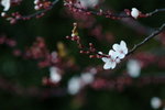 DSCF0040