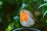 bird01