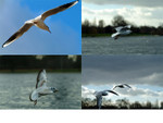 birds-net
