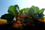 plant01