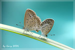IMG_6513psfrz