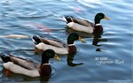 IMG_6426ps_nEO_IMG