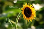IMG_6534ps_nEO_IMG