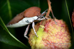 IMG_0009psefrz