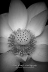 IMG_0029psefrz
