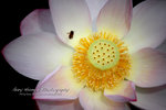 IMG_0053psefrz