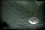 IMG_9736psefrz