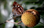 IMG_9797psefrz