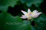 IMG_9823psefrz