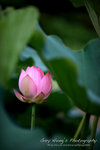 IMG_9833psefrz