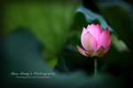 IMG_9842psefrz