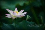 IMG_9848psefrz