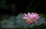 IMG_9864psefrz