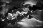 IMG_9926psefrz