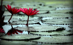IMG_9952psefrz