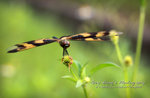 IMG_3936psefrz
