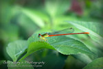 IMG_3963psefrz