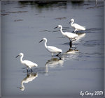 IMG_4154psefrz1