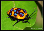 
IMG_7501 Poecilocoris watanabei (Pentatomidae , Scutellerinae)/(Scutelleridae) �����e�޼ζH ( �޼ά�)