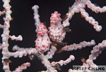Pygmy Seahorse [Hippocampus bargibanti]