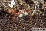 
Boxer Crab [Lybia tessellata]
