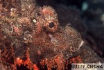 


Titan Scorpionfish  [Scorpaenopsis cacopsis]