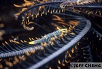 

Crinoid Shrimp [Periclemenes cornutus]