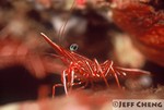 
Durban Hinge-Beak Shrimp [Rhynchocinetes durbanensis]
