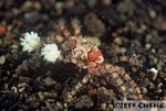 
 Boxer Crab [Lybia tessellata] 
 

 
