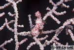 
Pygmy Seahorse [Hippocampus bargibanti]
