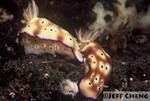 Tryon's Risbecia Nudibranch [Risbecia tryoni]