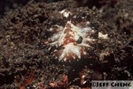 Bohol Discodoris [Discodoris boholiensis]