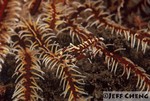 
Crinoid Shrimp [Periclemenes cornutus]
 

