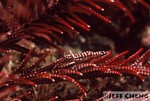 
Crinoid Shrimp [Periclemenes cornutus]
 

