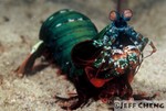 
Peacock mantis shrimp [Odontodactylus]