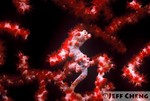 
Pygmy Seahorse [Hippocampus bargibanti] 
