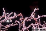 
Pygmy Seahorse [Hippocampus bargibanti] 
