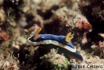 Elizabeth's Chromodoris Nudibranch [Chromodoris elisabethina]
