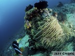 
Clark's Anemonefish [Amphiprion clarkii]