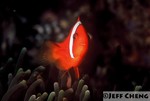 
Bridled Anemonefish [Amphiprion frenatus]