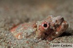 Crocodile Snake Eel [Brachysomophis crocodilinus]