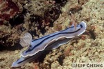 

Willan's Chromodoris Nudibranch [Chromodoris willani]