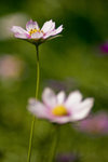 DSC_9478f
