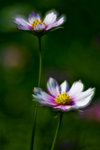 DSC_9483f