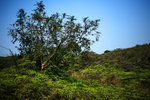 DPP_047