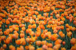 IMG_2356